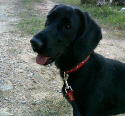 Ayuda xa encontrar a FLOR, cruce de setter perdida en Valencia.