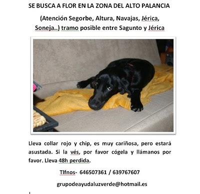 Ayuda xa encontrar a FLOR, cruce de setter perdida en Valencia.