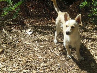 Lobo, mestizo de 6 kilos y año y medio abandonado (Cadiz)