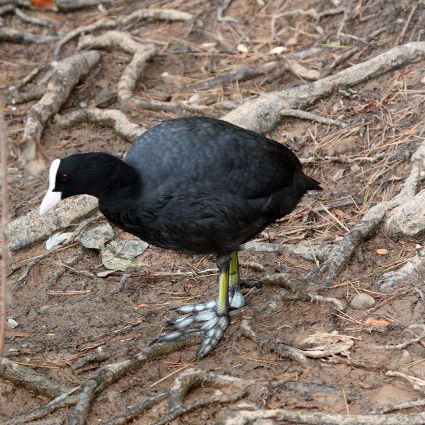 FOCHA COMÚN-FULICA ATRA-COMMON COOT