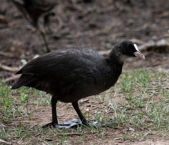 FOCHA COMÚN-FULICA ATRA-COMMON COOT