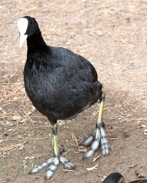 FOCHA COMÚN-FULICA ATRA-COMMON COOT