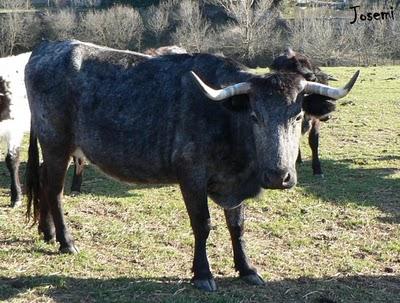 Carta de una vaca de Santa Coloma al cinqueño Navalón