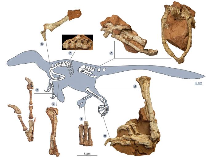 El dinosaurio “dragón robusto” aterrorizó a la Europa del Cretácico Superior