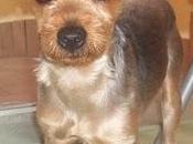 NELO, cruce Yorki adopción (Murcia)