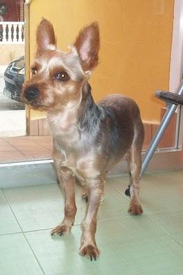 NELO, cruce de Yorki en adopción (Murcia)