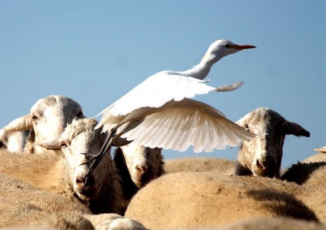 GARCILLA BUEYERA-BUBULUS IBIS-CATTLE EGRET