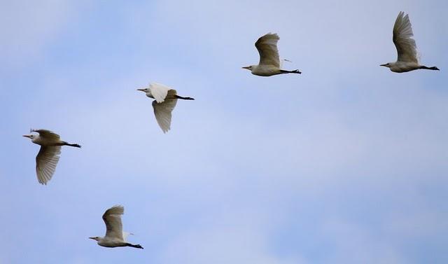 GARCILLA BUEYERA-BUBULUS IBIS-CATTLE EGRET