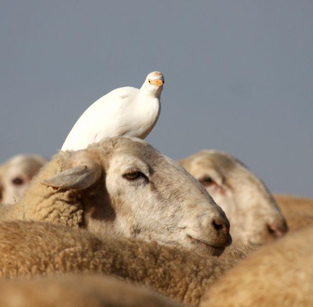 GARCILLA BUEYERA-BUBULUS IBIS-CATTLE EGRET
