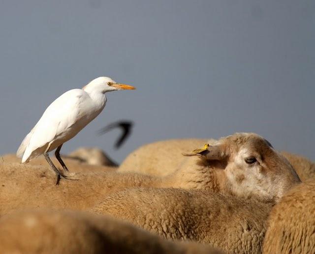 GARCILLA BUEYERA-BUBULUS IBIS-CATTLE EGRET