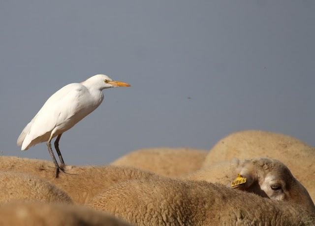 GARCILLA BUEYERA-BUBULUS IBIS-CATTLE EGRET