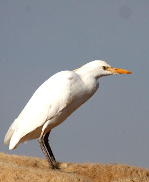 GARCILLA BUEYERA-BUBULUS IBIS-CATTLE EGRET