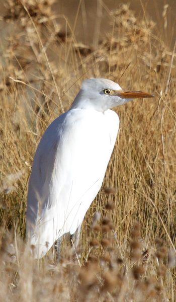 GARCILLA BUEYERA-BUBULUS IBIS-CATTLE EGRET