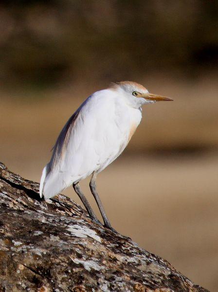 GARCILLA BUEYERA-BUBULUS IBIS-CATTLE EGRET