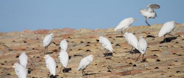 GARCILLA BUEYERA-BUBULUS IBIS-CATTLE EGRET