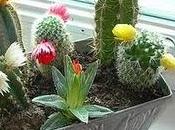 Decorar cactus