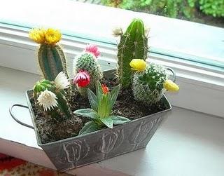 DECORAR CON CACTUS
