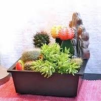 DECORAR CON CACTUS