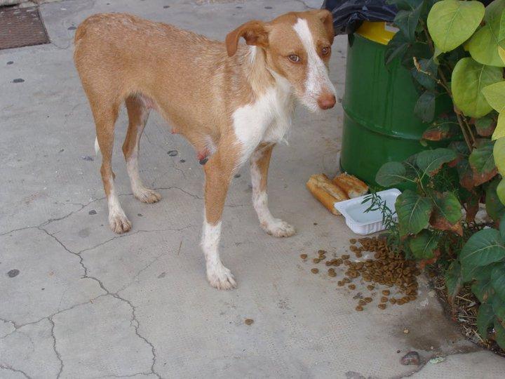 La podenquita de Honrubia , mirala a los ojos