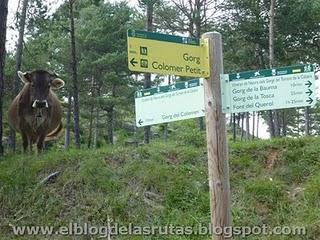 El Torrent de la Cabana - Ruta el 7 Gorgs (Campdevànol)