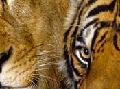 Híbridos comunicacion