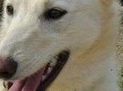 Mark, precioso galgo peludín