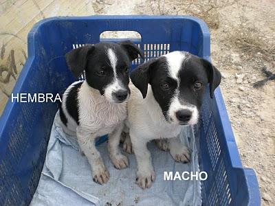 Cchorritos en adopción