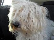 PAUL, rescatado dentro vivienda cerrada, abandonado familia.