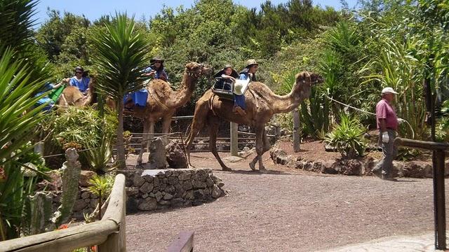 Los camellos de Tenerife