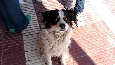 Alicio, el perro fiel