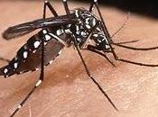 mosquito transmisor fiebre amarilla sido detectado Europa.