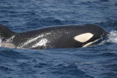 Sobre orcas,atunes,almadrabas y el ser humano