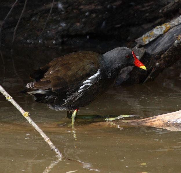 GALLINULA CHLOROPUS-GALLINETA COMÚN-MOORHEN