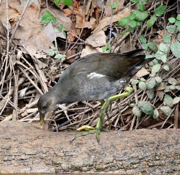 GALLINULA CHLOROPUS-GALLINETA COMÚN-MOORHEN
