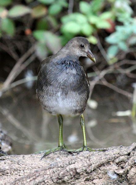 GALLINULA CHLOROPUS-GALLINETA COMÚN-MOORHEN
