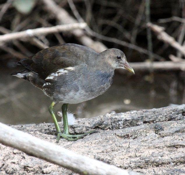 GALLINULA CHLOROPUS-GALLINETA COMÚN-MOORHEN