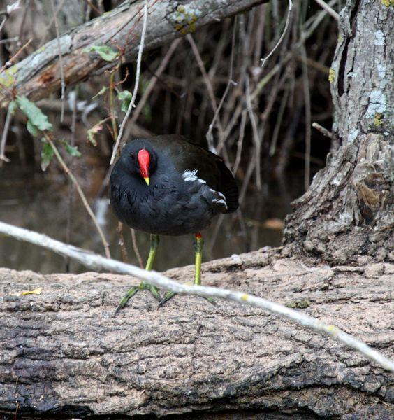 GALLINULA CHLOROPUS-GALLINETA COMÚN-MOORHEN