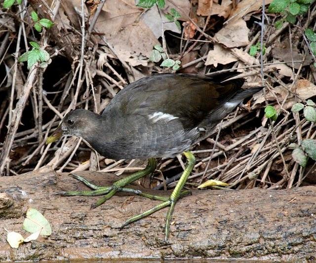 GALLINULA CHLOROPUS-GALLINETA COMÚN-MOORHEN