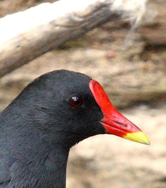 GALLINULA CHLOROPUS-GALLINETA COMÚN-MOORHEN