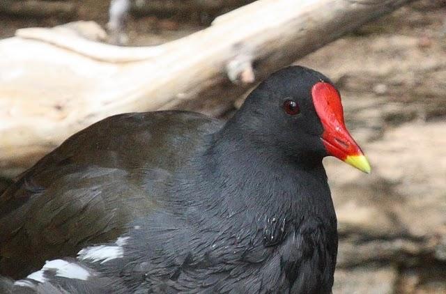 GALLINULA CHLOROPUS-GALLINETA COMÚN-MOORHEN