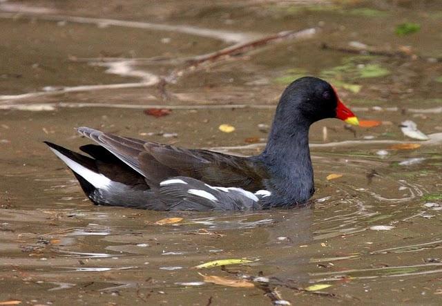 GALLINULA CHLOROPUS-GALLINETA COMÚN-MOORHEN