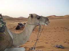 Dromedarios en las dunas de Erg Chebbi Dromedarios en las dunas de Erg Chebbi