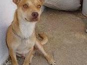 Ayer entregó dueño perrera lucena!. cordoba