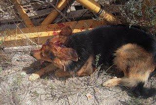 Intenta matar a su perro apaleandolo ( imagenes duras)