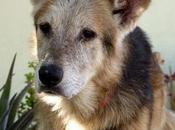 Vivo, compañero fatigas Vive