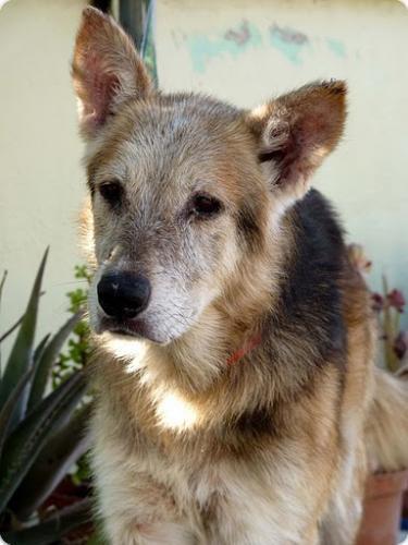 Vivo, el compañero de fatigas de Vive