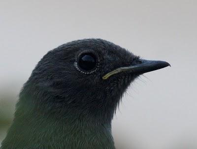 COLIRROJO TIZÓN-PHOENICURUS OCHRUROS-BLACK REDSTART