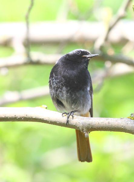 COLIRROJO TIZÓN-PHOENICURUS OCHRUROS-BLACK REDSTART