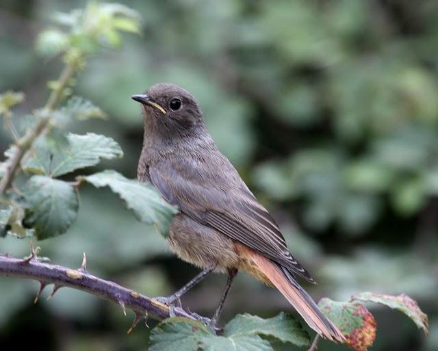 COLIRROJO TIZÓN-PHOENICURUS OCHRUROS-BLACK REDSTART