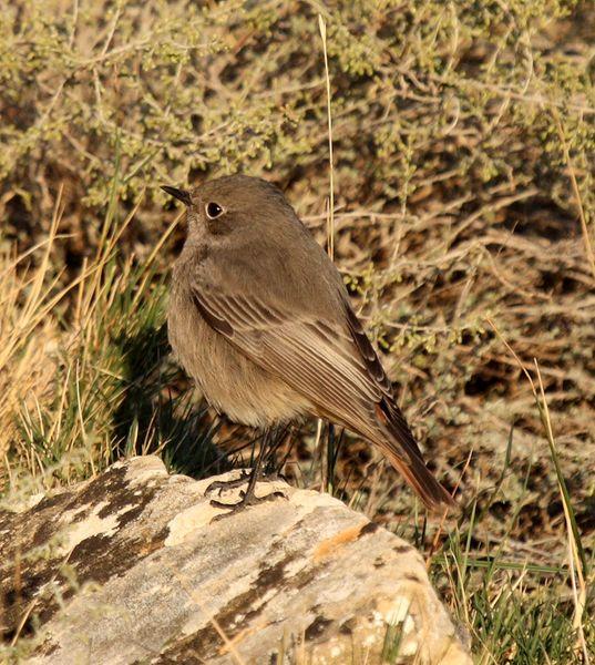 COLIRROJO TIZÓN-PHOENICURUS OCHRUROS-BLACK REDSTART